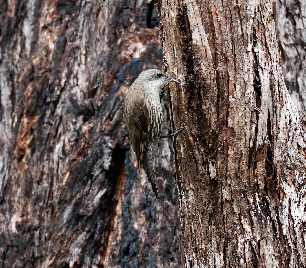 White-throated Treecreeper - ML647402337