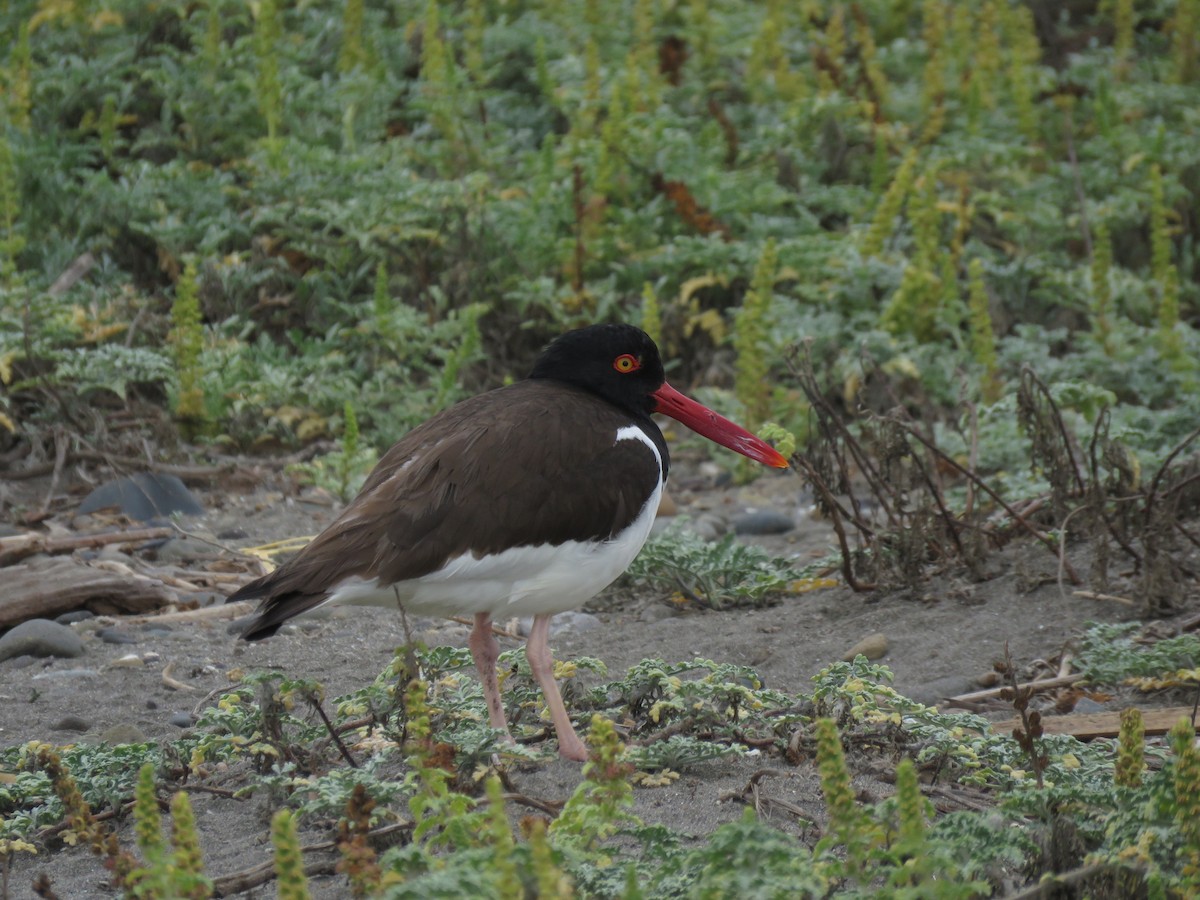 שלצדף אמריקני - ML647402340
