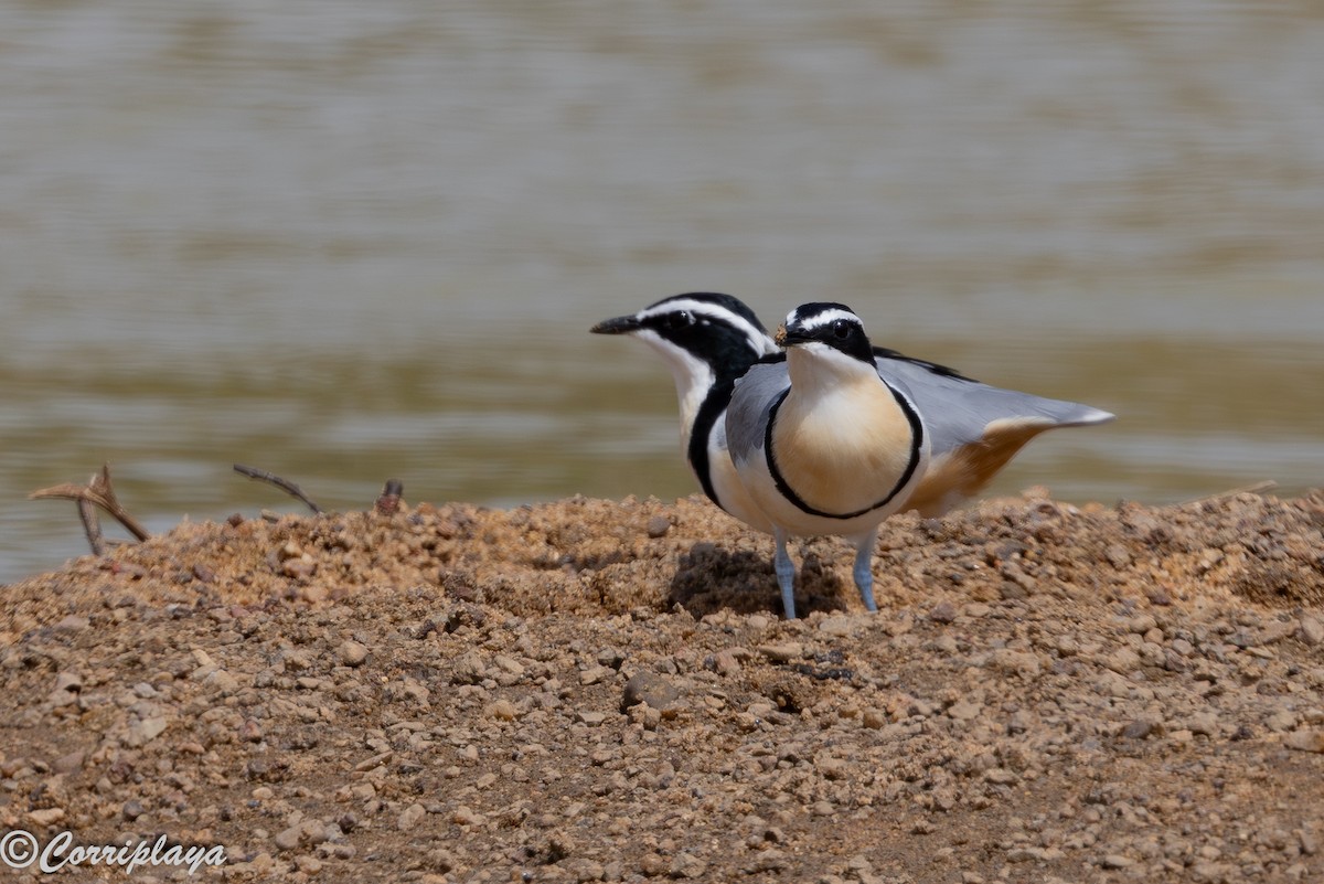 תנינן מצרי - ML647402341