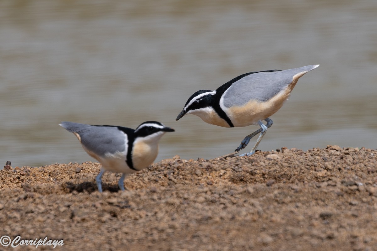 תנינן מצרי - ML647402342