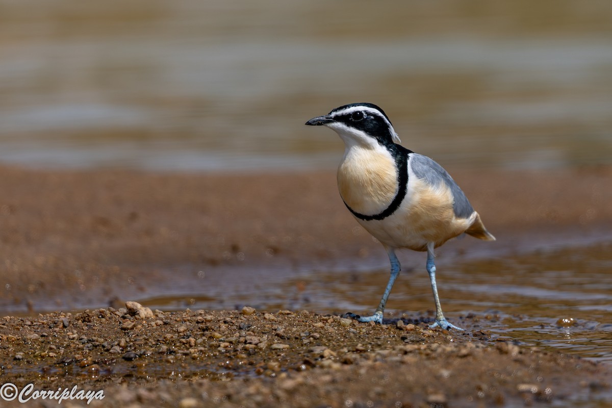 תנינן מצרי - ML647402343