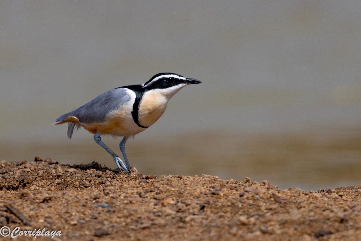תנינן מצרי - ML647402344