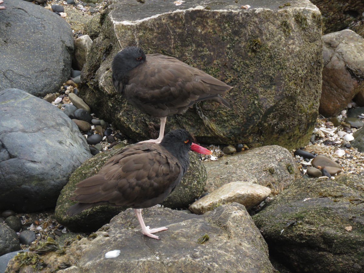Blackish Oystercatcher - ML647402347