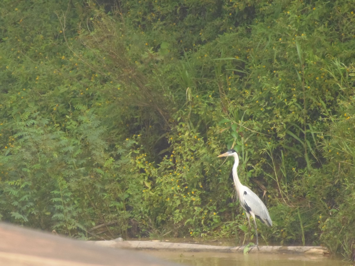 Cocoi Heron - ML647402348