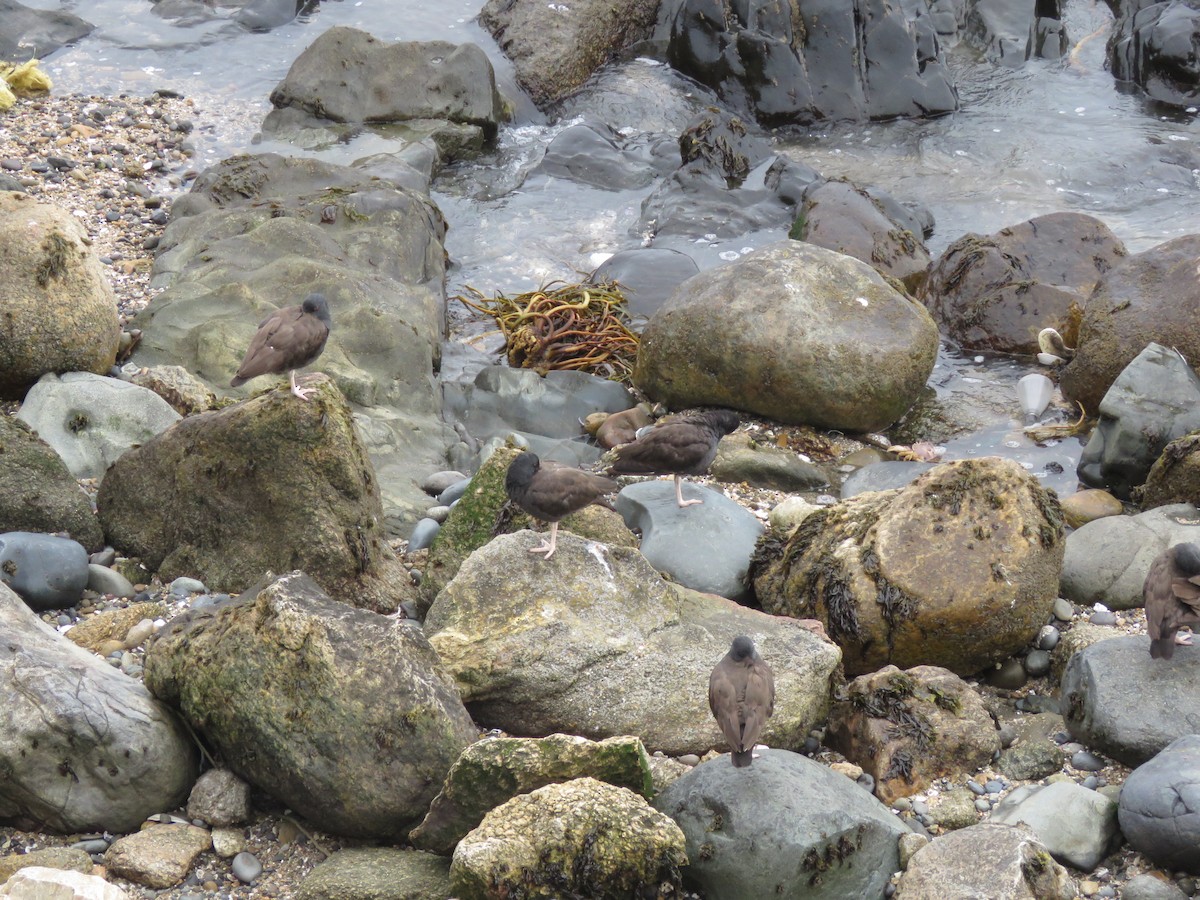 Blackish Oystercatcher - ML647402349