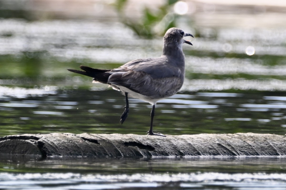 שחף צוחק - ML647402350
