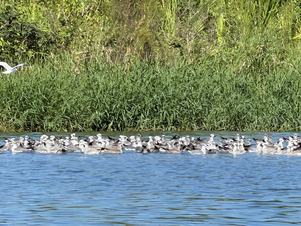 שחף צוחק - ML647402351