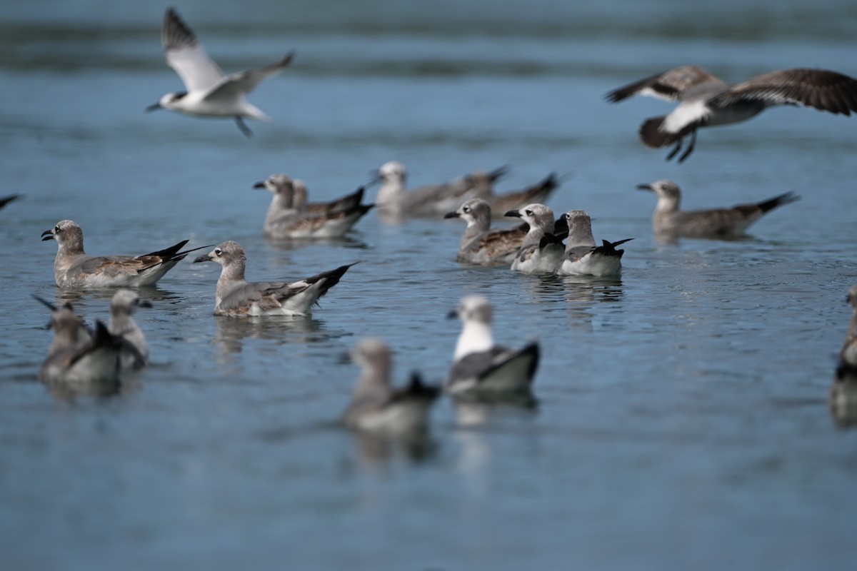Laughing Gull - ML647402352
