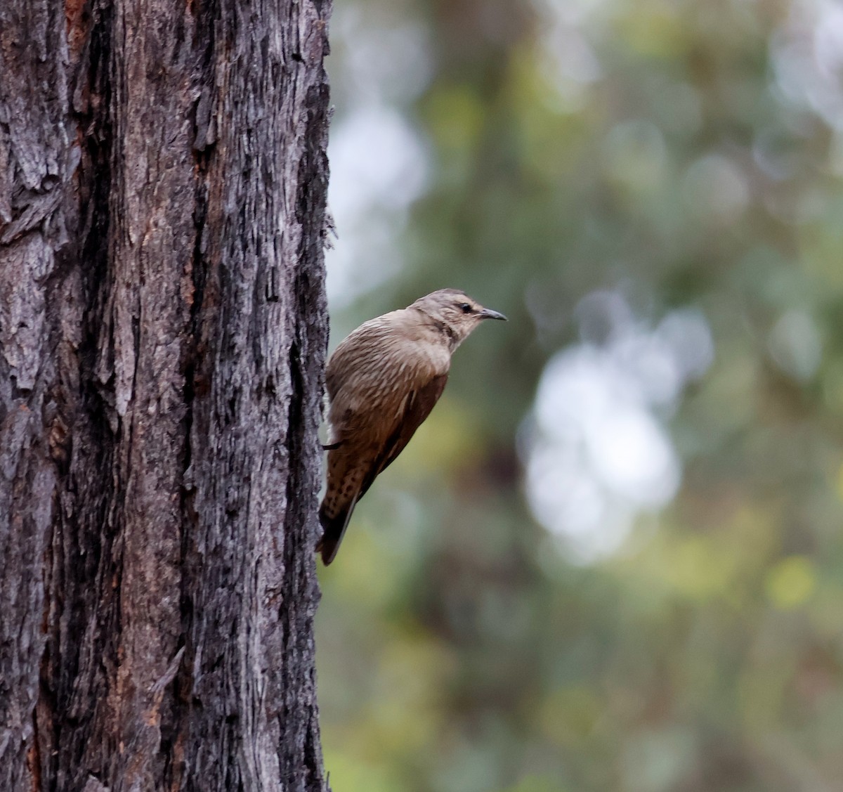 Brown Treecreeper - ML647402353