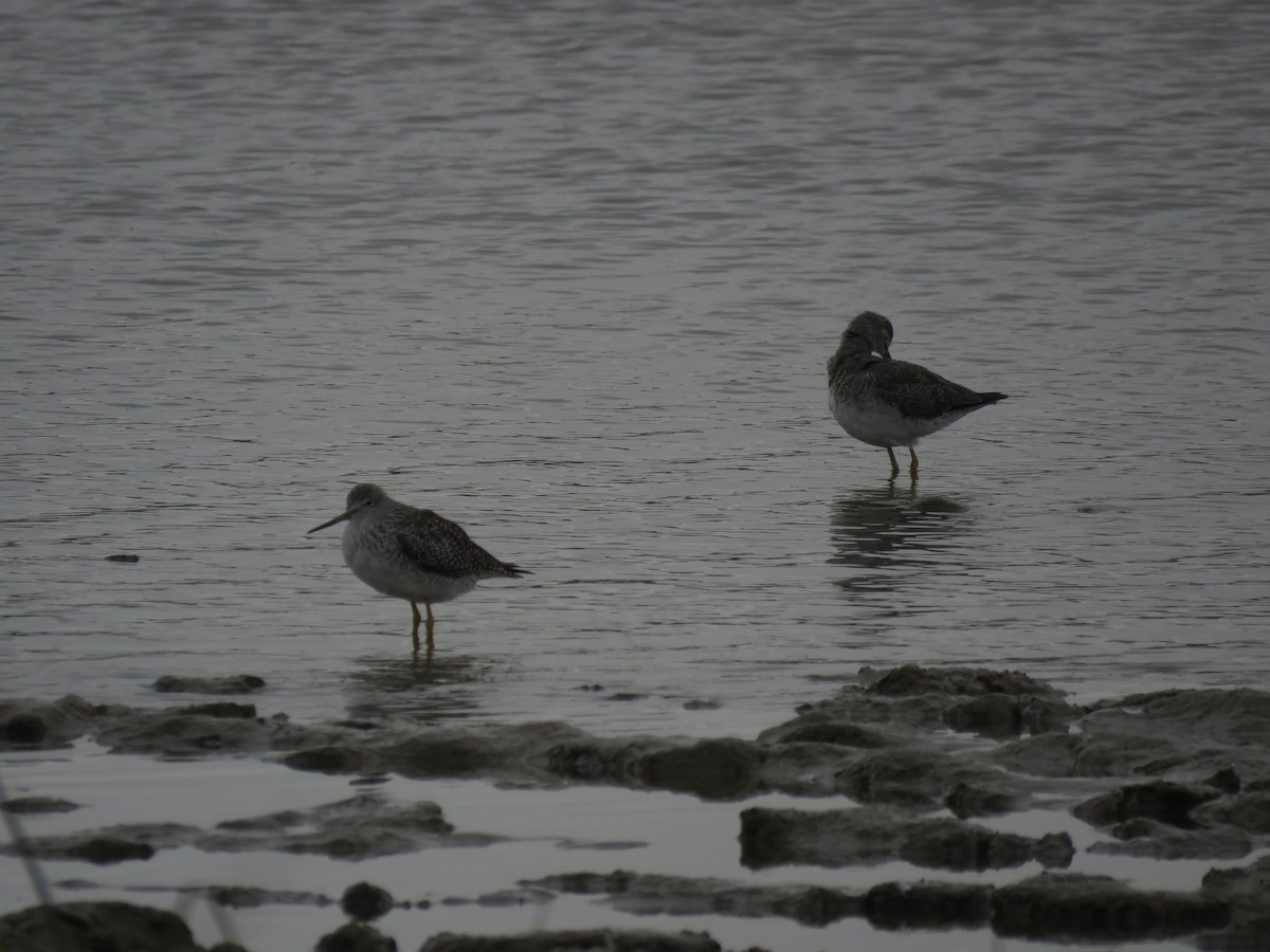ביצנית צהובת-רגל - ML647402355