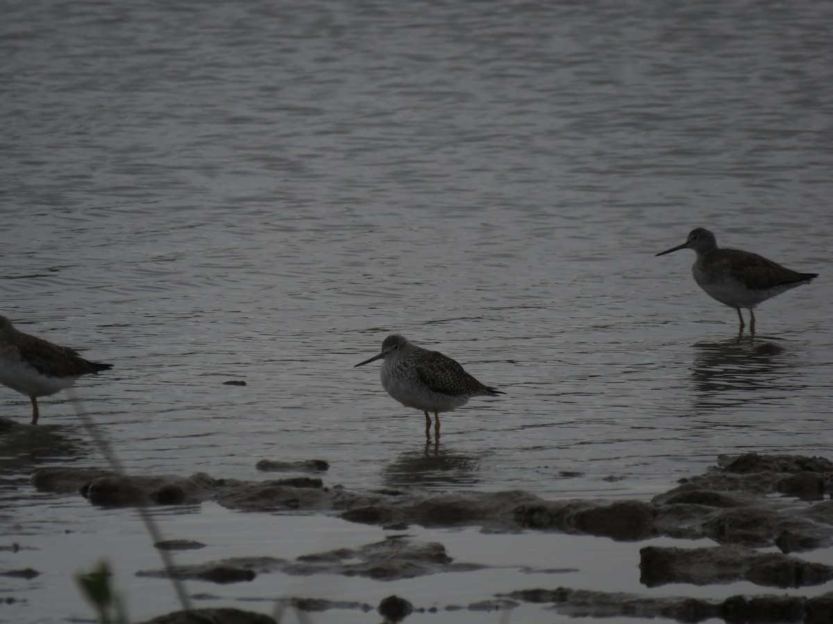 ביצנית צהובת-רגל - ML647402357