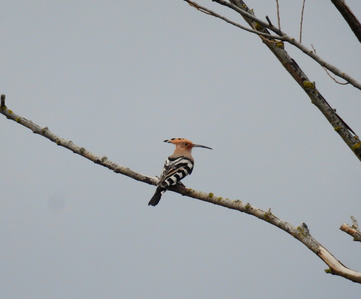 דוכיפת - ML647402359