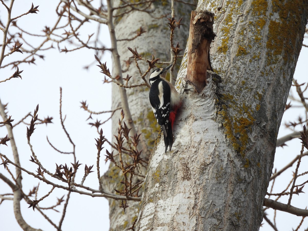נקר עקוד - ML647402362