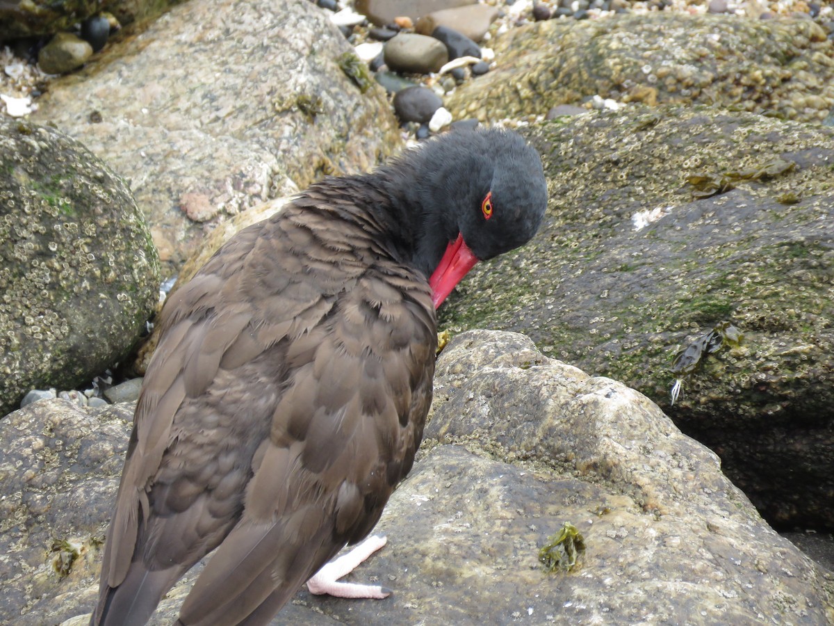 Blackish Oystercatcher - ML647402364