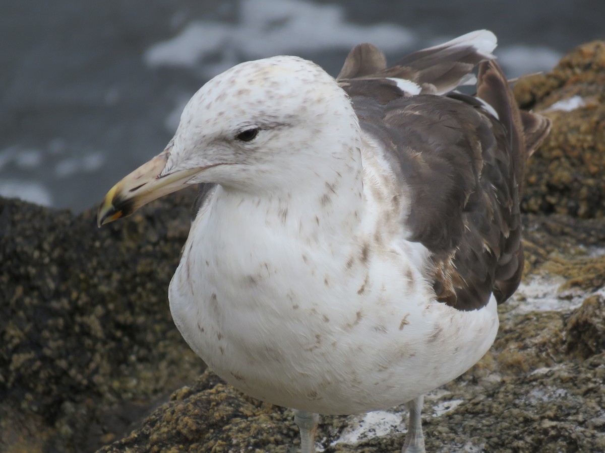 שחף דרומי - ML647402368