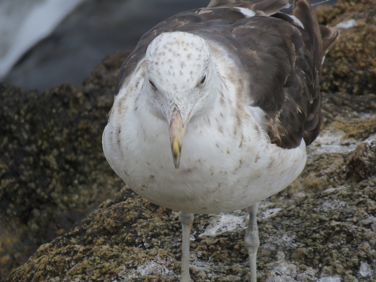 שחף דרומי - ML647402369