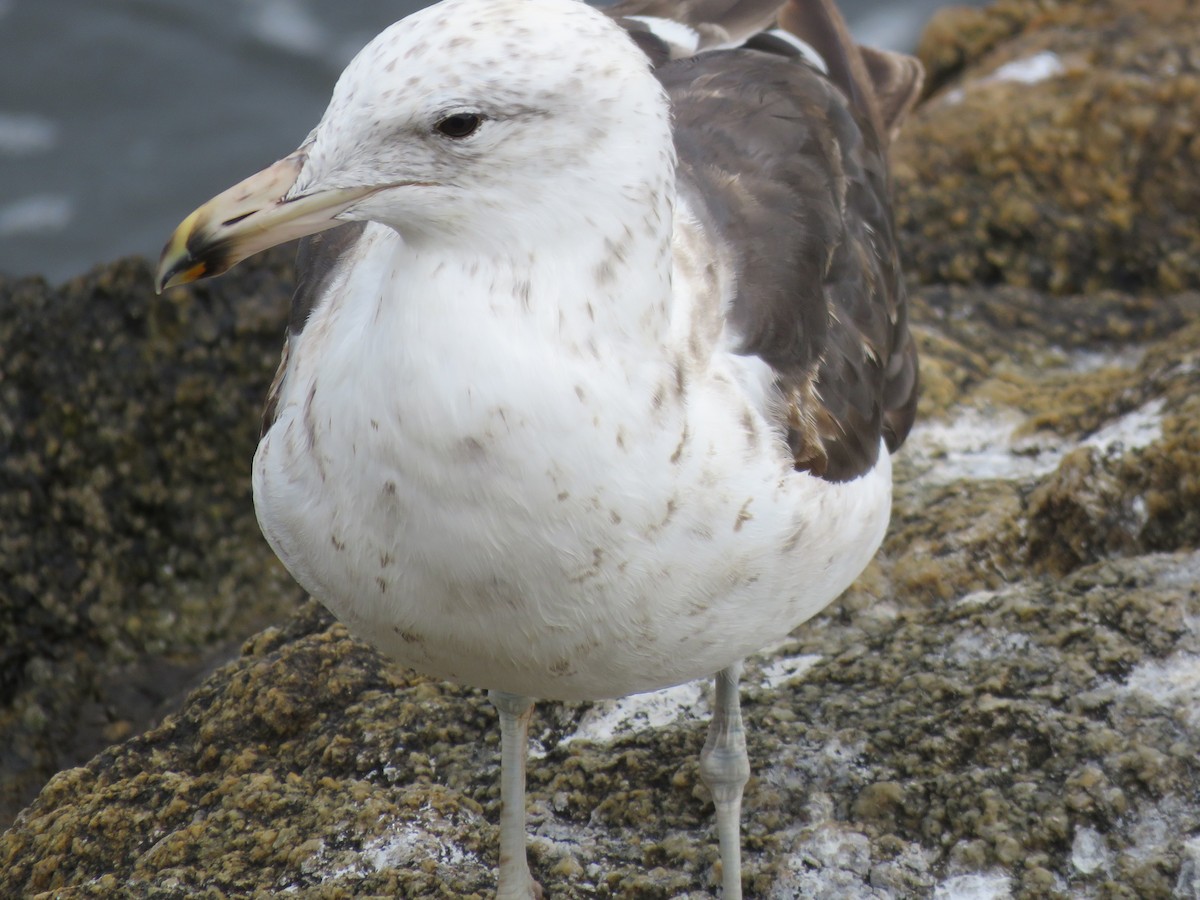שחף דרומי - ML647402370
