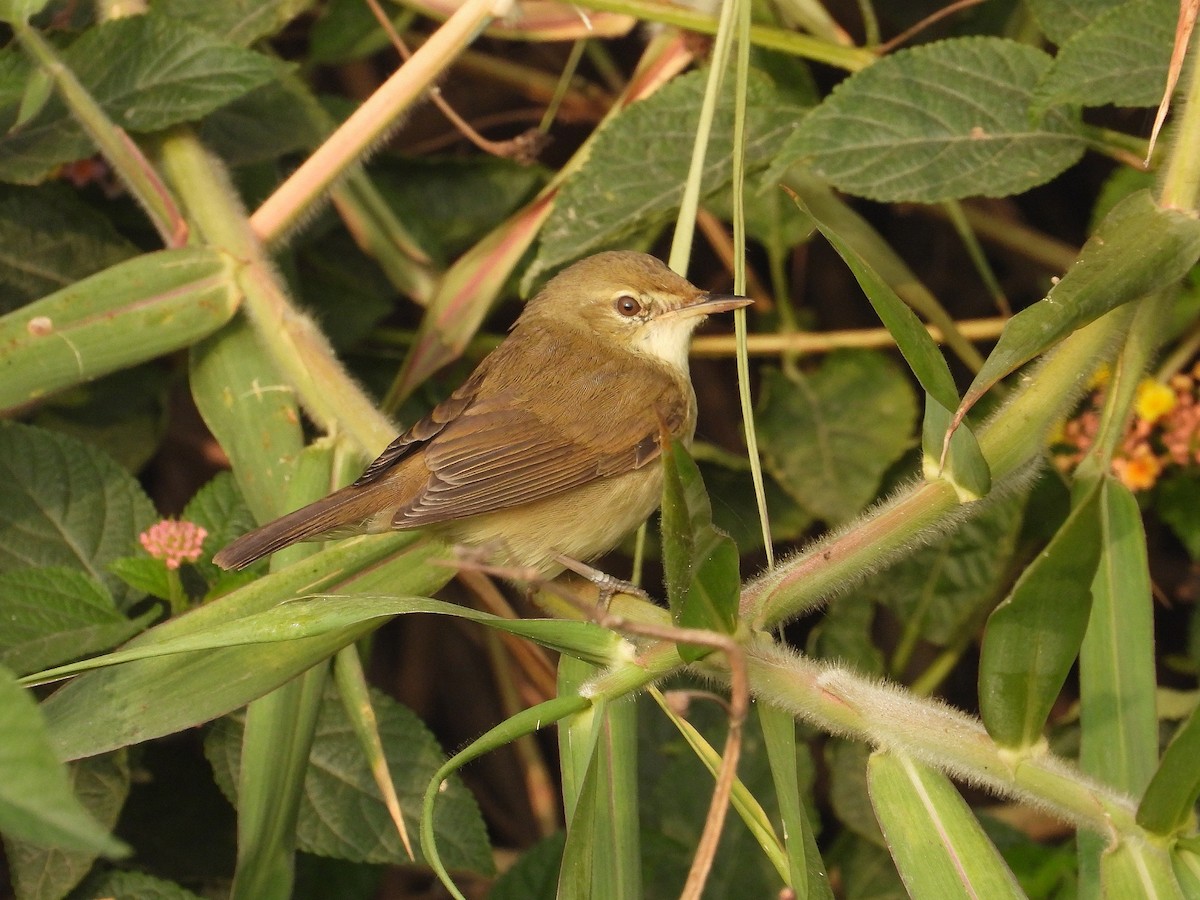 Blyth's Reed Warbler - ML647402375