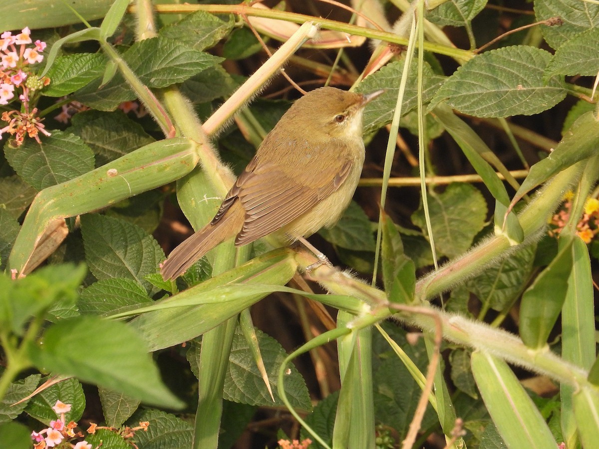 Blyth's Reed Warbler - ML647402376
