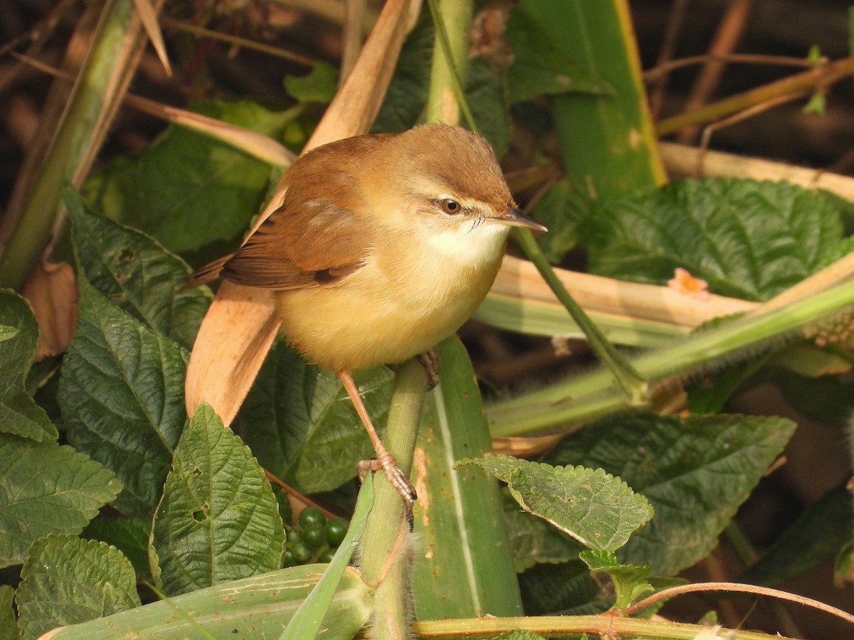 Blyth's Reed Warbler - ML647402379