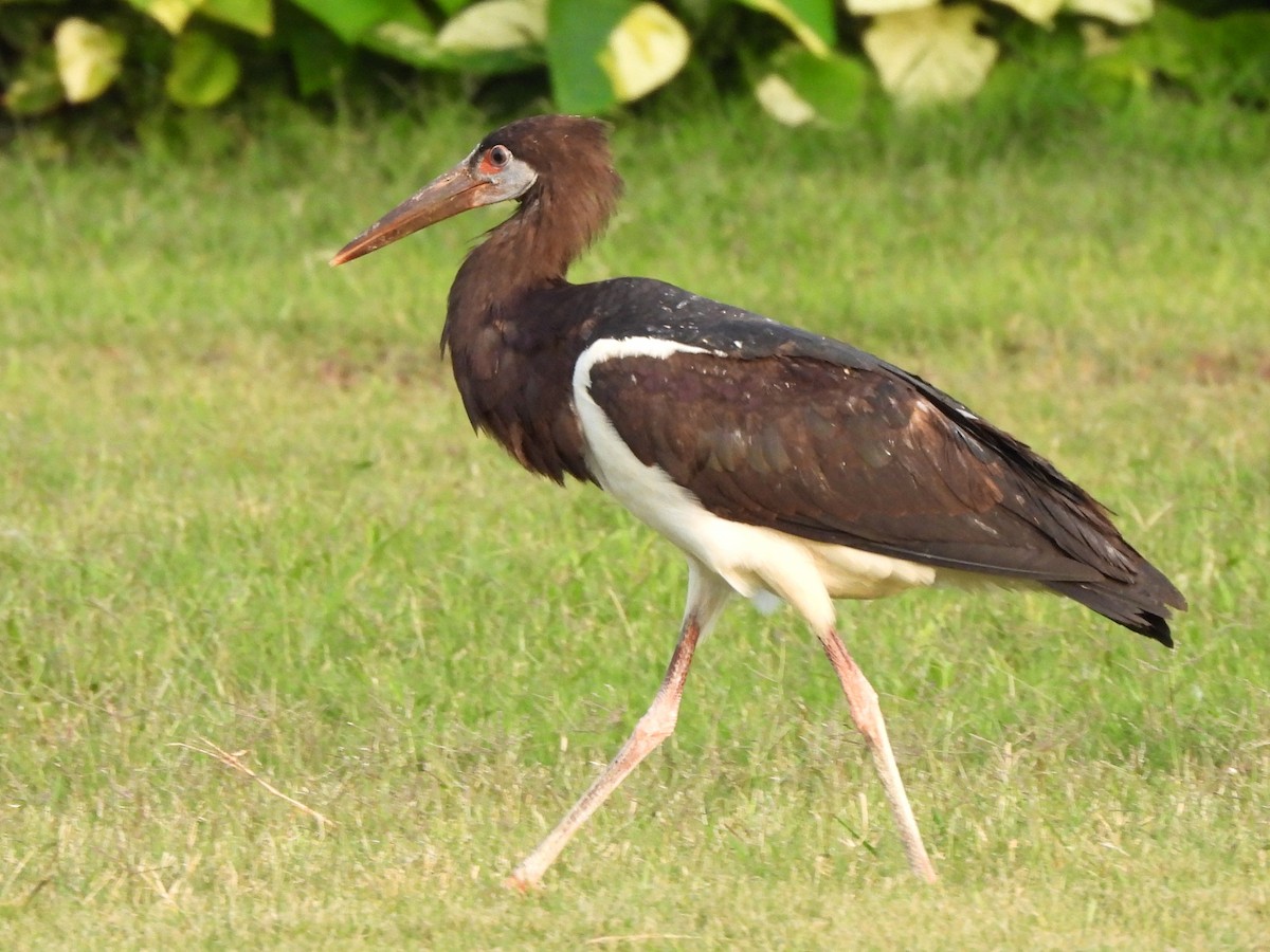 Abdim's Stork - ML647402383