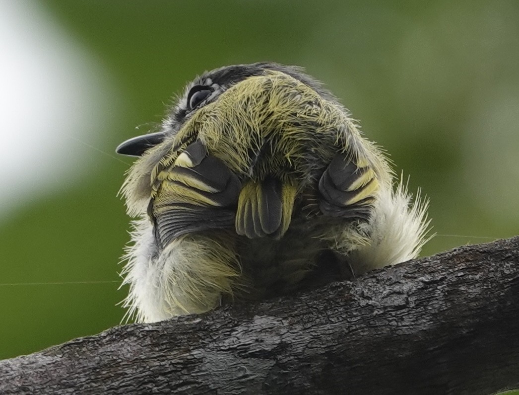 Black-capped Pygmy-Tyrant - ML647402388