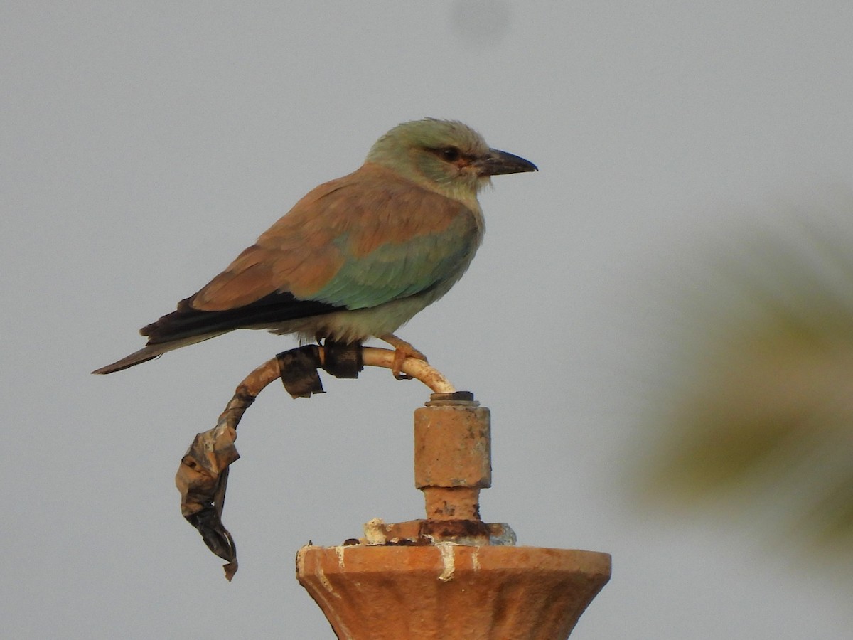 European Roller - ML647402389