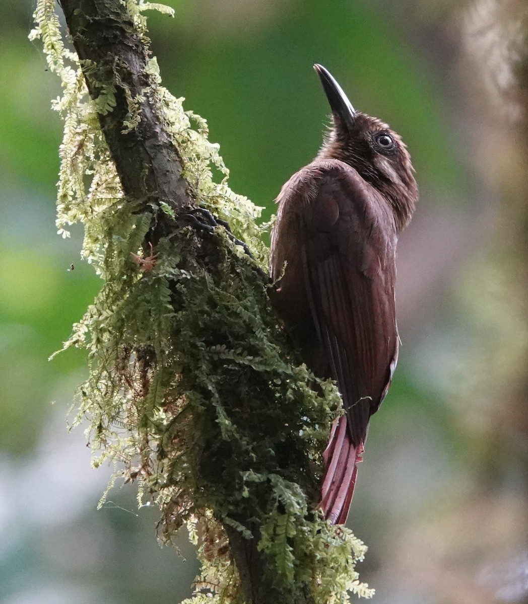 Plain-brown Woodcreeper - ML647402395