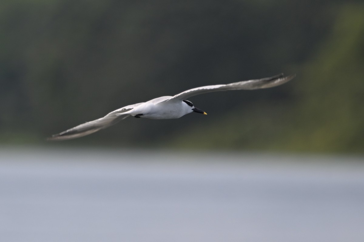 Sandwich Tern - ML647402397