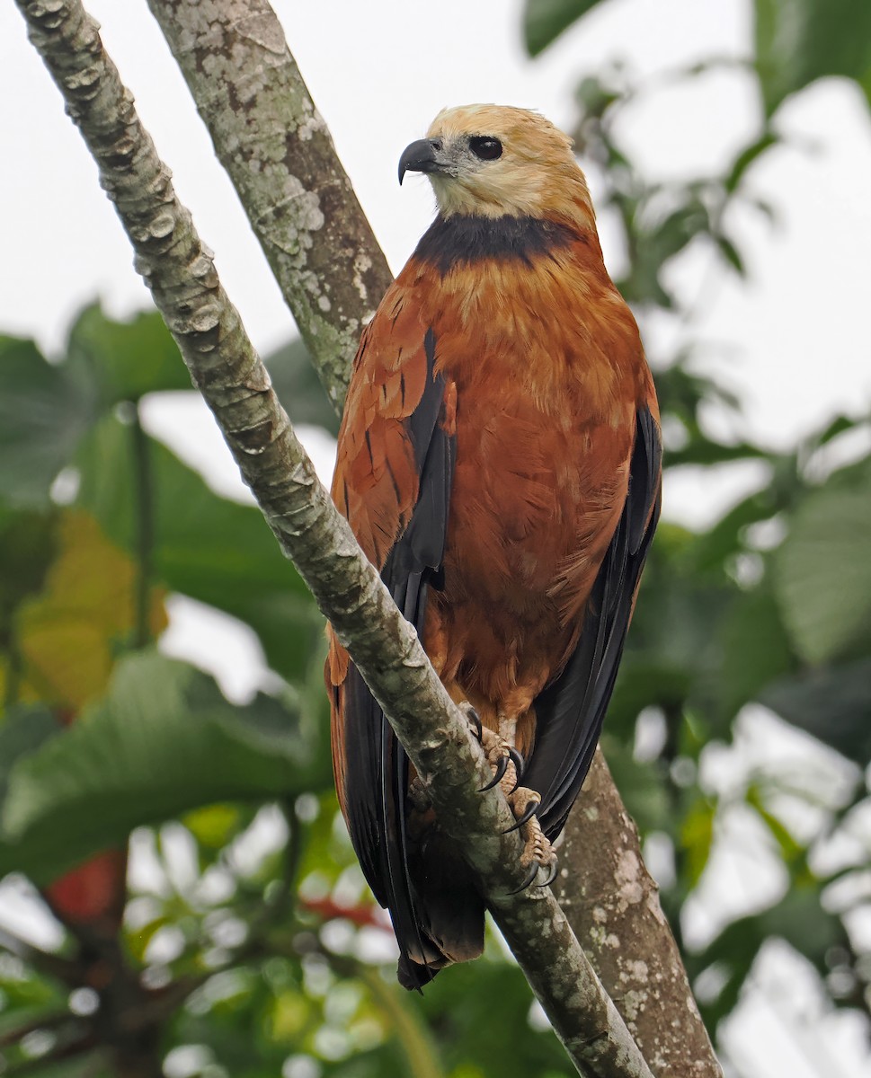 Black-collared Hawk - ML647402400