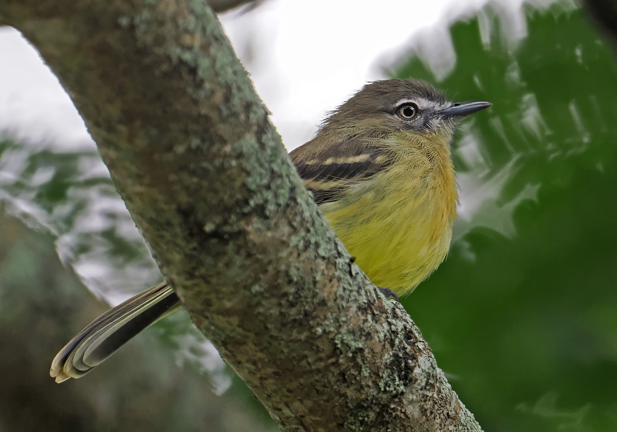 Pale-tipped Tyrannulet - ML647402409