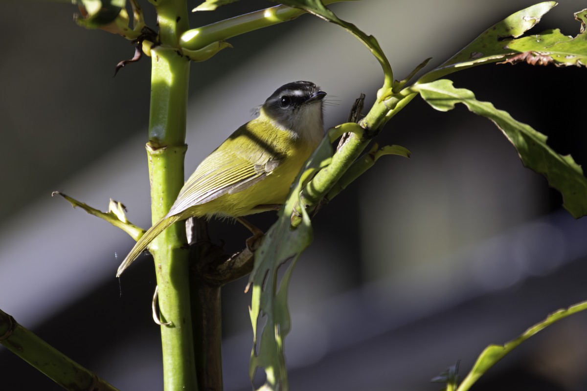 Yellow-bellied Warbler - ML647402411
