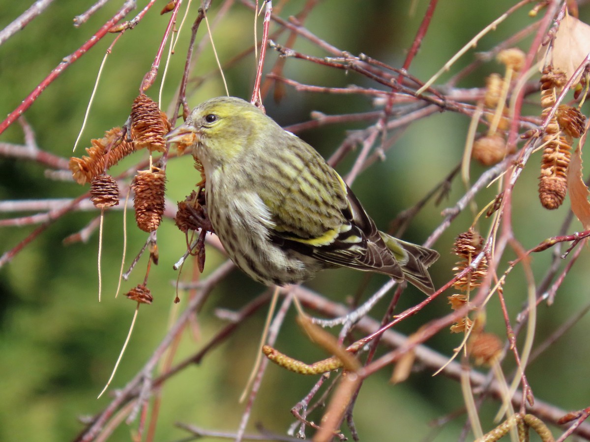 Eurasian Siskin - ML647402412