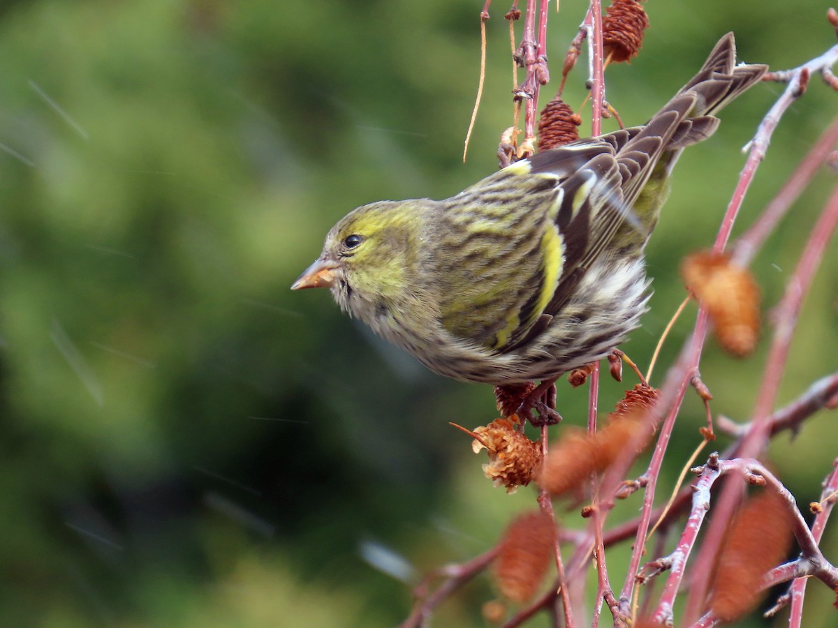 Eurasian Siskin - ML647402413