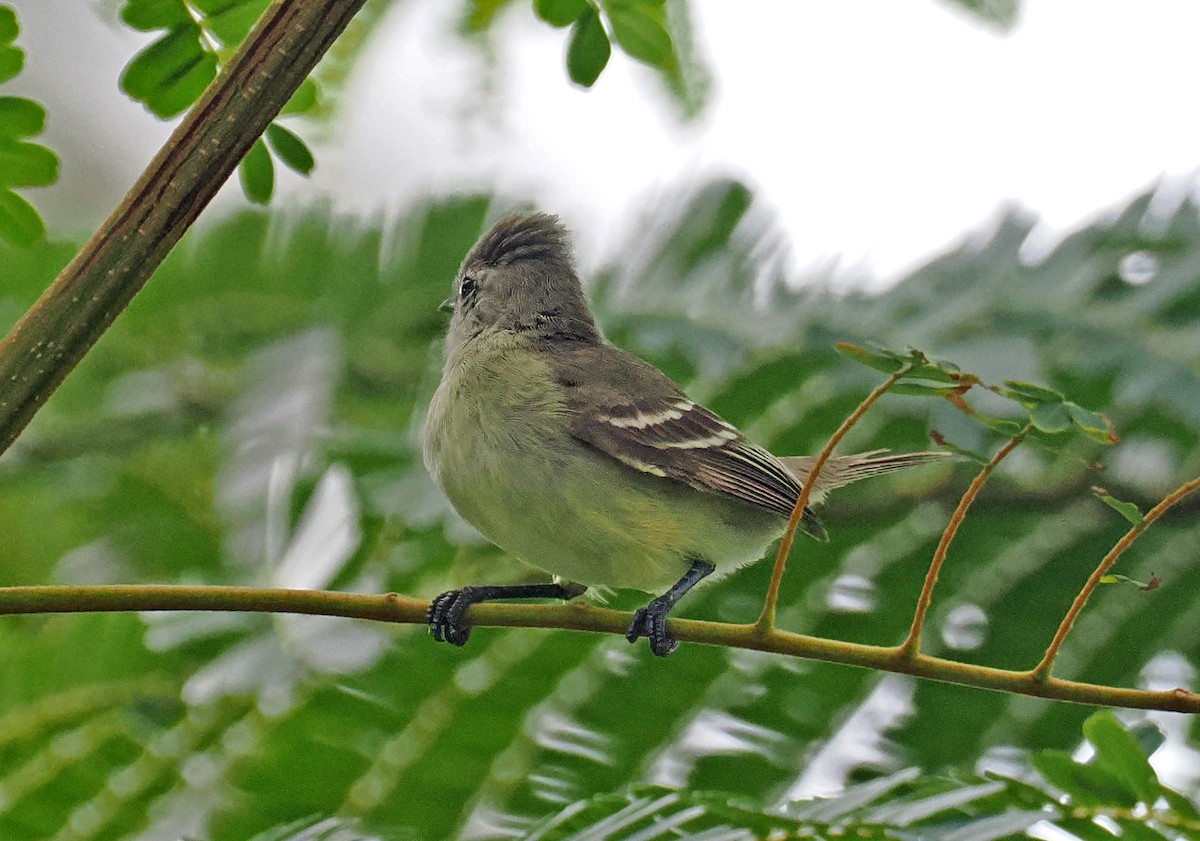 Southern Beardless-Tyrannulet - ML647402417