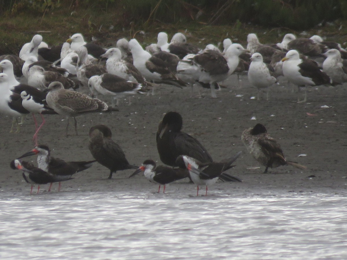 Black Skimmer - ML647402419