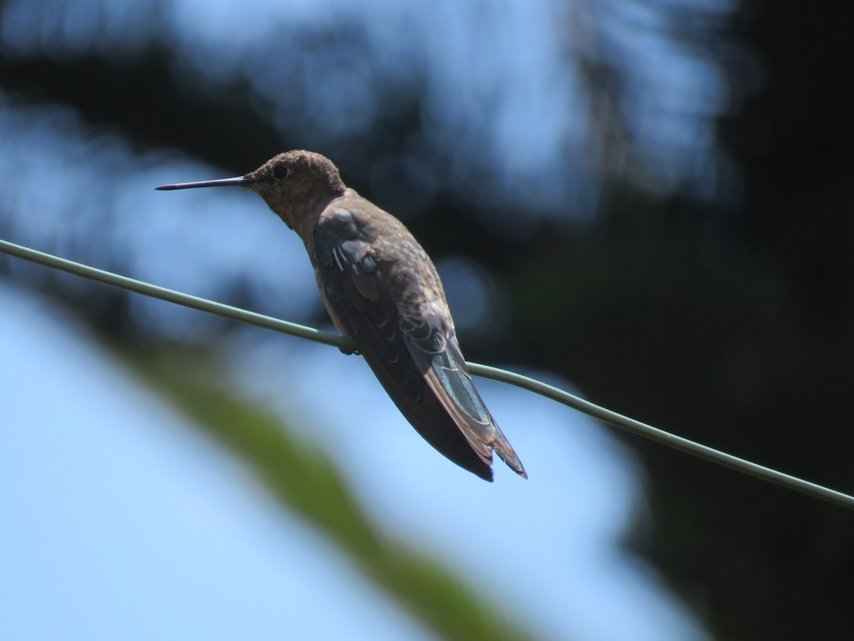 kjempekolibri - ML647402443