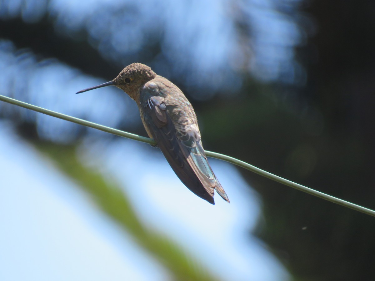 kjempekolibri - ML647402445