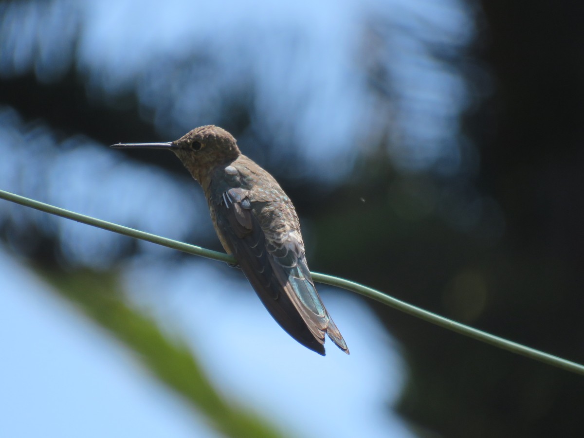 kjempekolibri - ML647402453