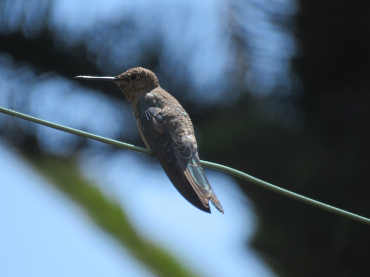 kjempekolibri - ML647402455