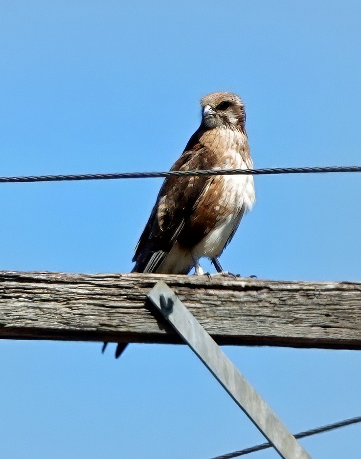 Brown Falcon - ML647402463
