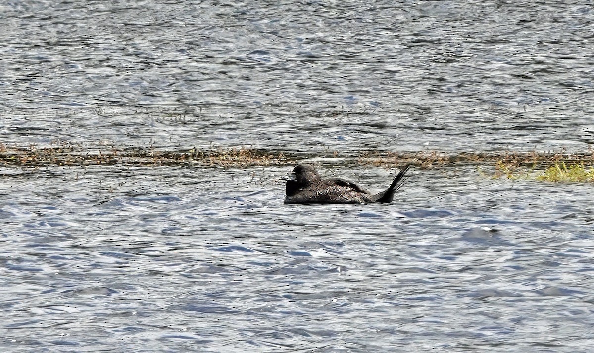 ニオイガモ - ML647402494