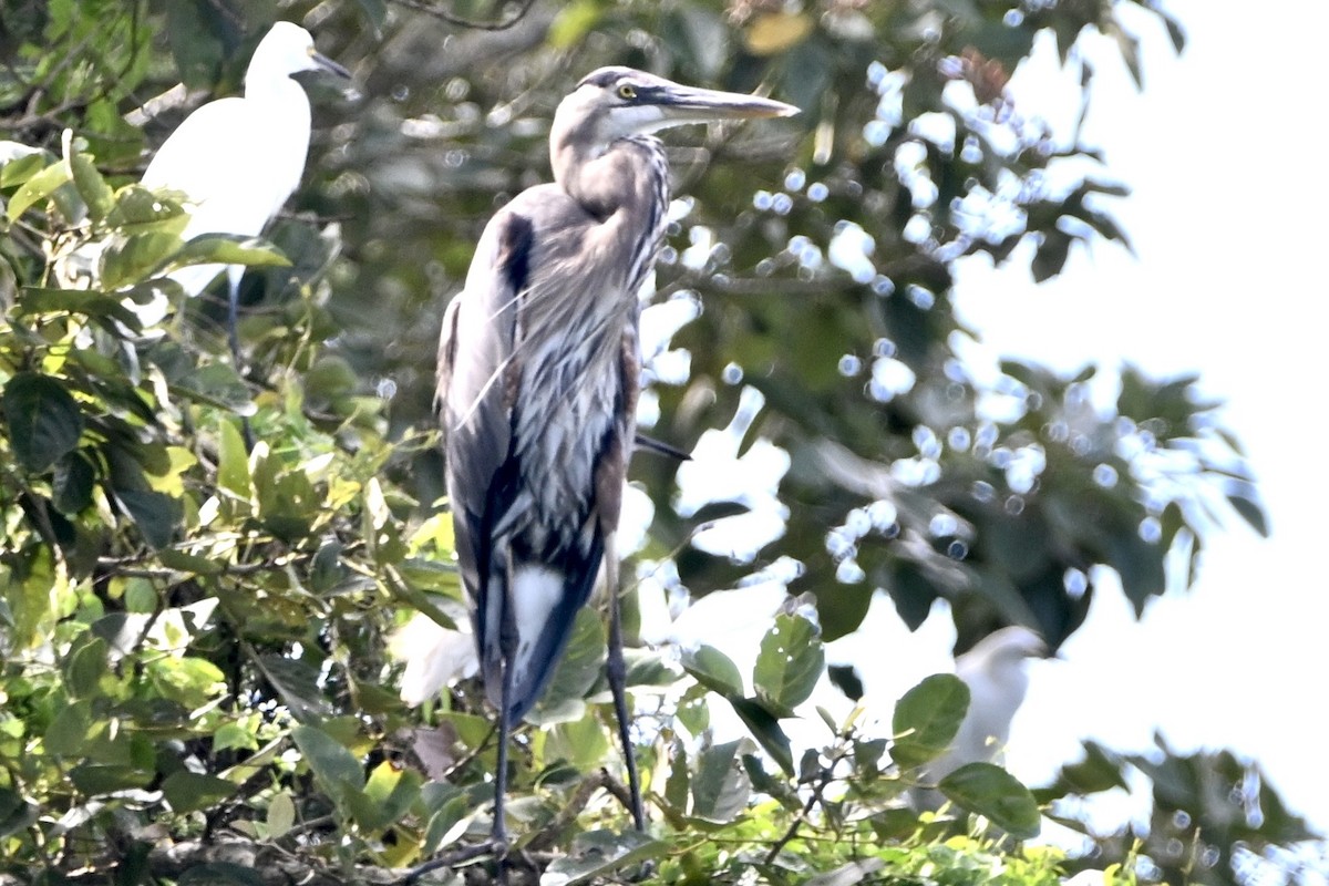 Grand Héron - ML647402513