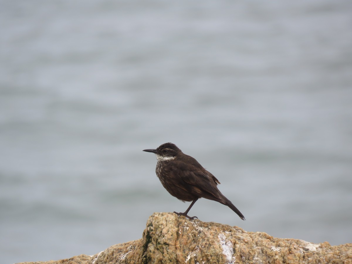 Seaside Cinclodes - ML647402518