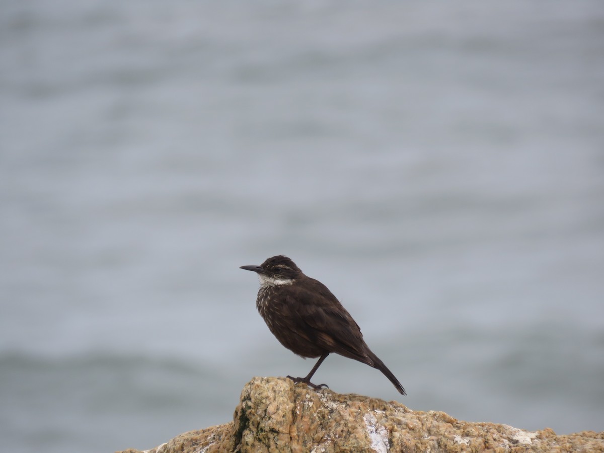 Seaside Cinclodes - ML647402519