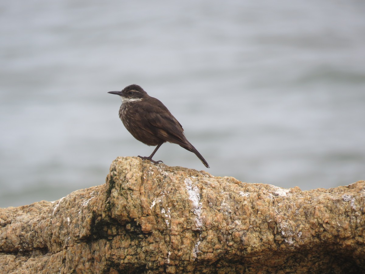 Seaside Cinclodes - ML647402520