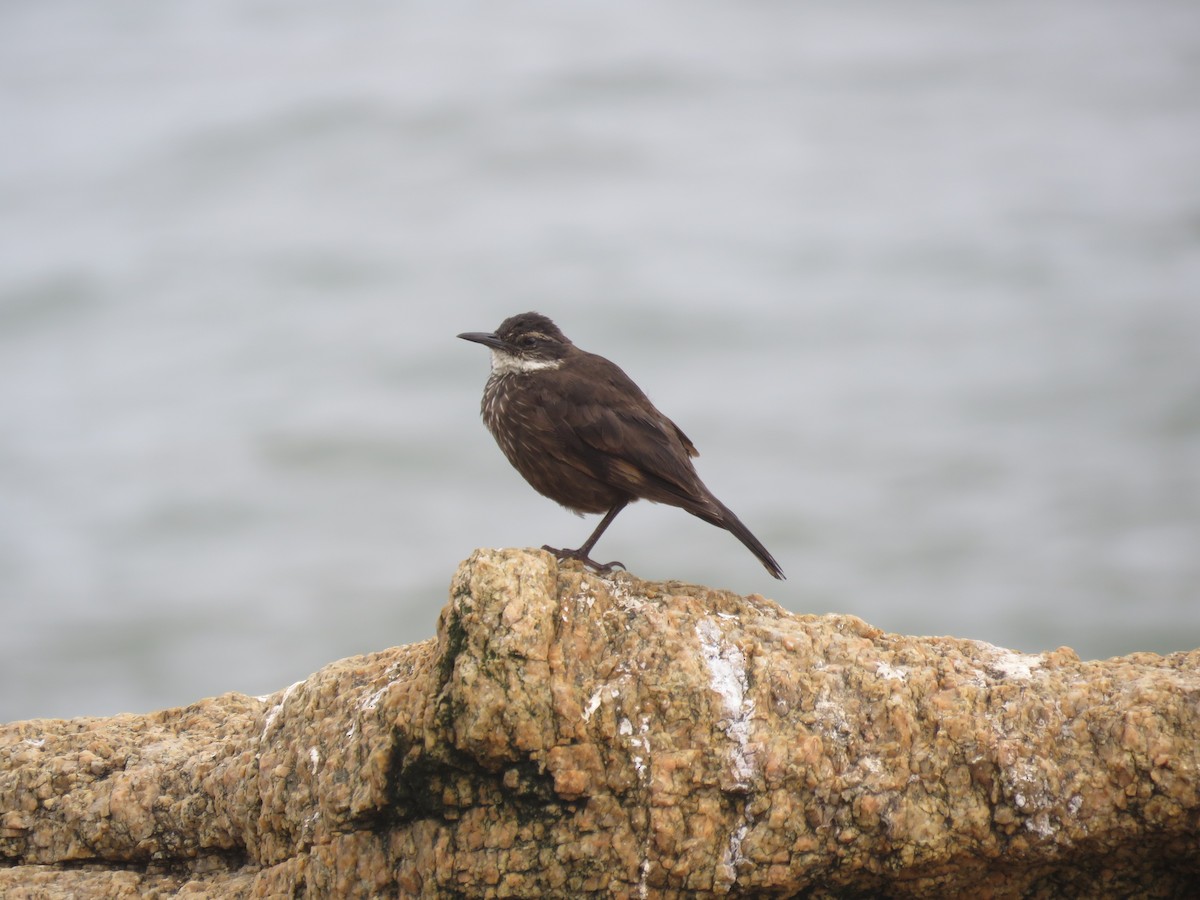 Seaside Cinclodes - ML647402521