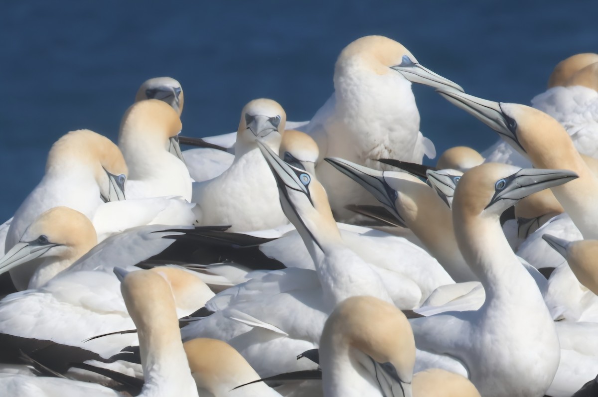 Lurmuturreko zanga - ML647402529