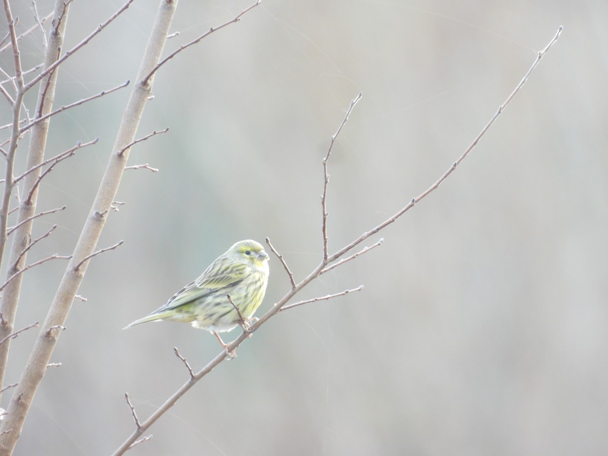 European Serin - ML647402530