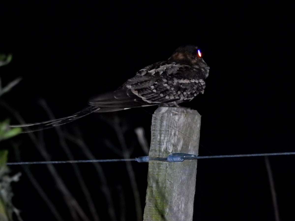 lelek nůžkoocasý - ML647402533